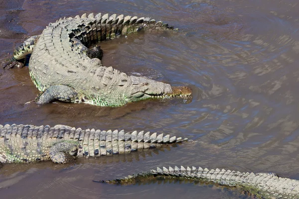 American Crocodiles — Stock Photo, Image