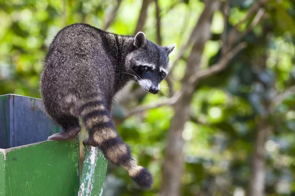 Raccoon Exploring a Trash Can Stock Image