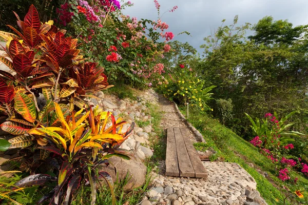 Hermoso jardín tropical — Foto de Stock