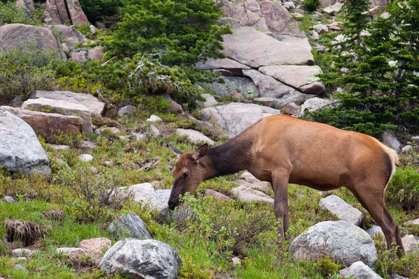 Rocky Mountain Elk — Stock Photo, Image