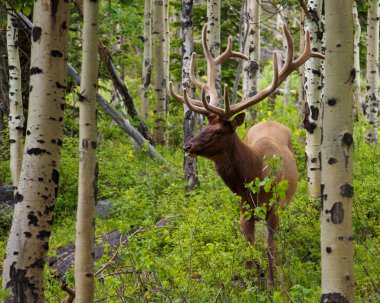 Large Male Wapiti clipart