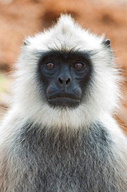 arkadan aydınlatmalı hanuman langur