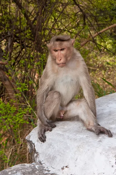 Macaco de capota masculino — Fotografia de Stock