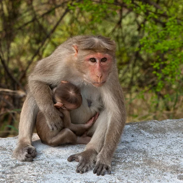 Makaak moeder en baby — Stockfoto