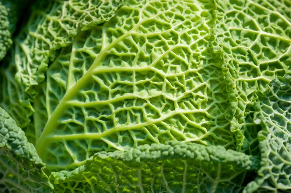 stock image Cabbage