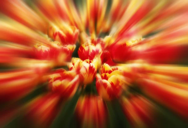 부드러운 꽃 배경 — 스톡 사진