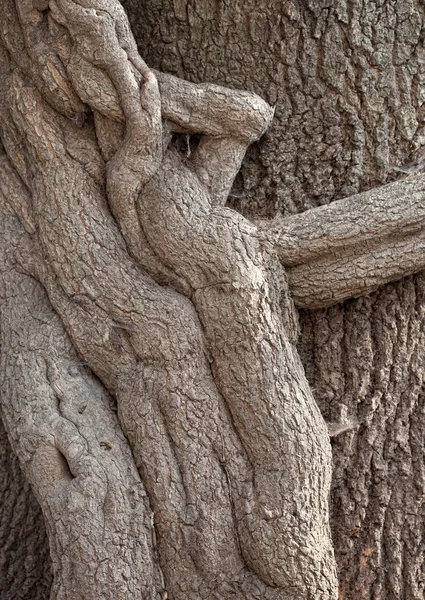 Old roots — Stock Photo, Image