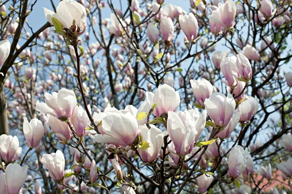 stock image Magnolia grandiflora