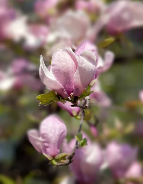 Весенние цветы дерева Магнолия — стоковое фото