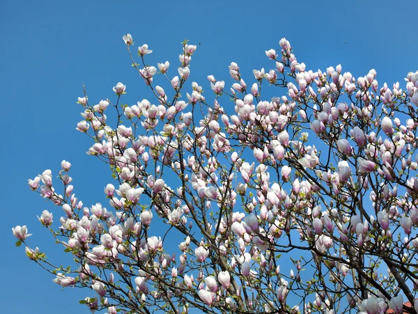 stock image Magnolia