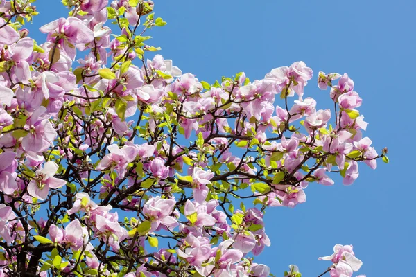 Manolya ağacı — Stok fotoğraf
