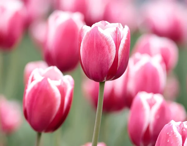 stock image Pink tulips