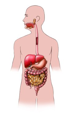 Sindirim Sistemi