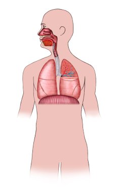 Respiratory system clipart