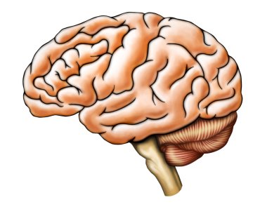 Brain anatomy clipart