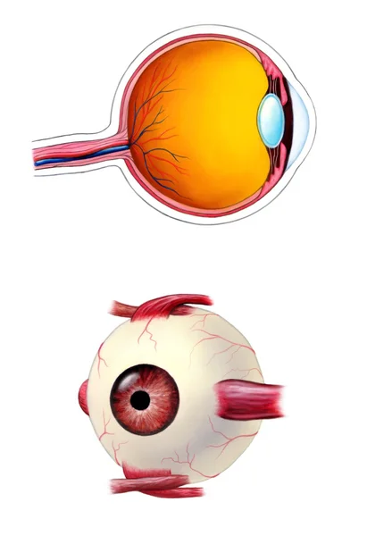 Anatomia degli occhi — Foto Stock