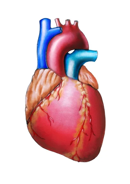 Menselijk hart — Stockfoto