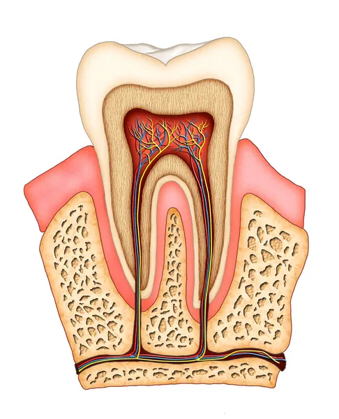 Anatomia dentária — Fotografia de Stock