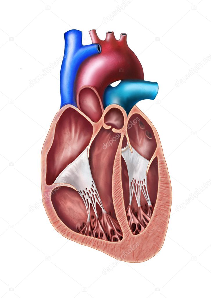 Heart section