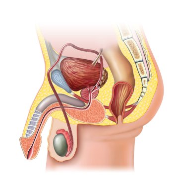 Male reproductive system clipart