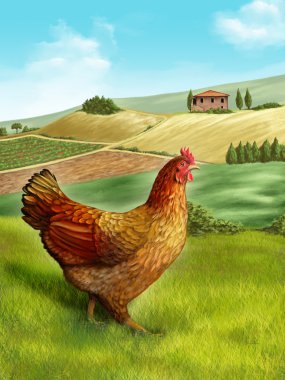 tavuk ve çiftlik