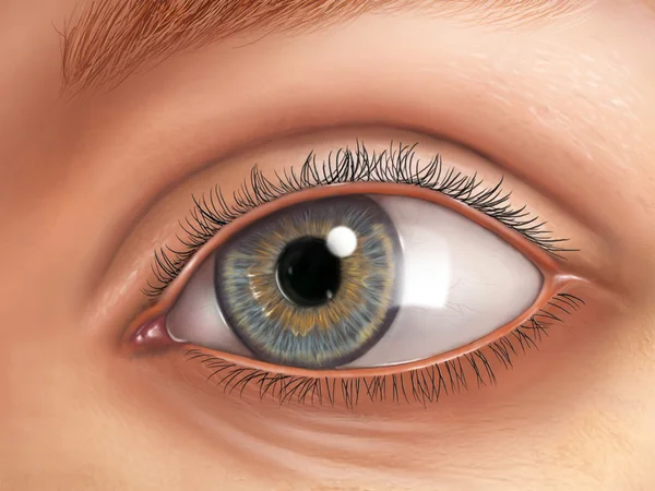 Eye anatomy — Stock Photo, Image