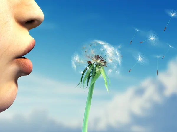 Blowing on a dandelion — Stock Photo, Image