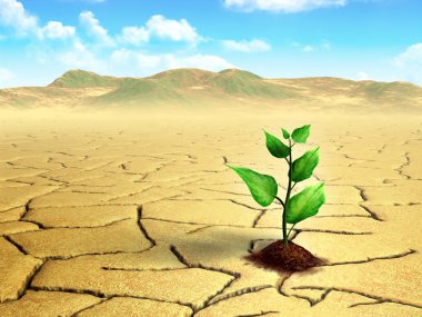 Seedling in the desert clipart