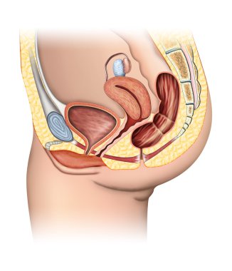 Female reproductive system clipart