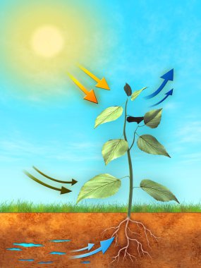 Photosynthesis clipart