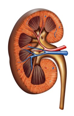 böbrek anatomisi