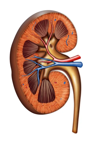 Anatomie ledvin — Stock fotografie