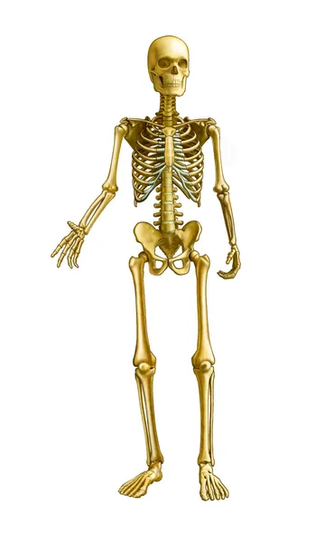 Ανθρώπινος σκελετός — Φωτογραφία Αρχείου
