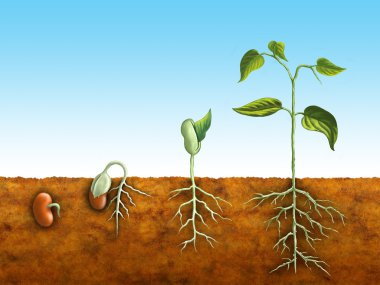 Seed germination clipart