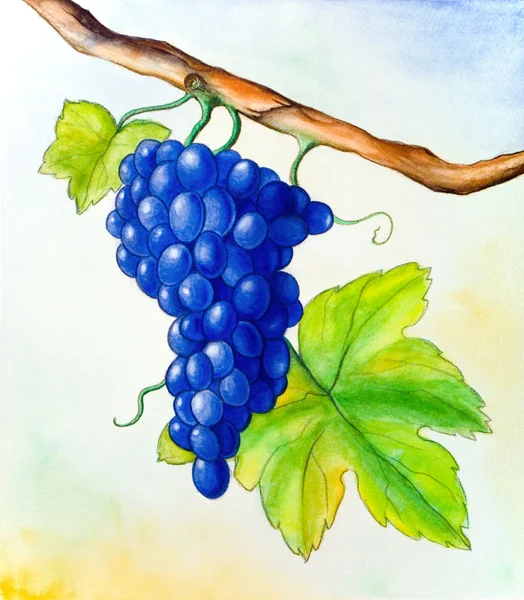 stock image Wine grape