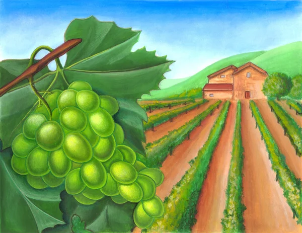 Winogron i krajobrazu wiejskiego — Zdjęcie stockowe