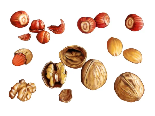 stock image Walnuts, hazelnuts and almonds