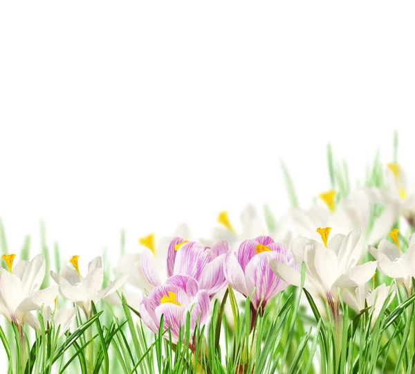 White and pink crocuses — Stock Photo, Image
