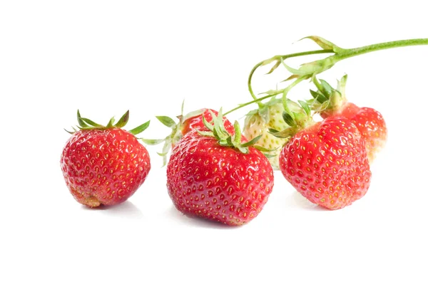 群的成熟的草莓 — 图库照片