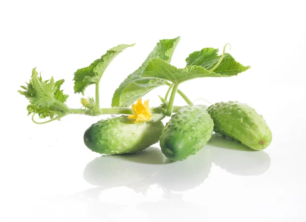 Fresh cucumbers with leaves — Stock Photo, Image