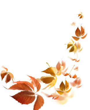 Autumn leaves clipart