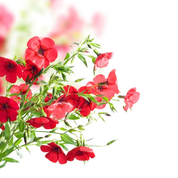Κόκκινα άνθη — Φωτογραφία Αρχείου
