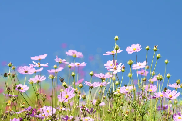 Bunch of spring flowers in the meadow — Stock Photo, Image
