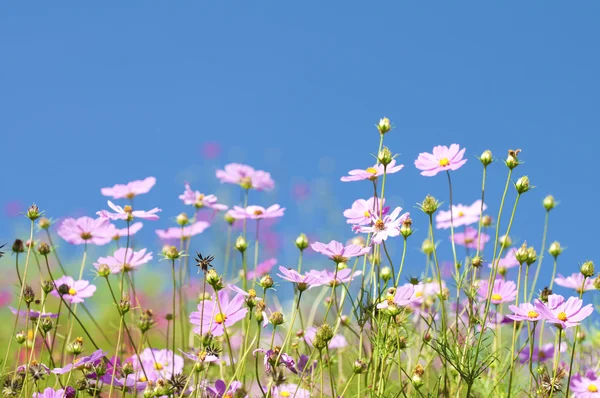 Ramo de flores de primavera en el prado —  Fotos de Stock