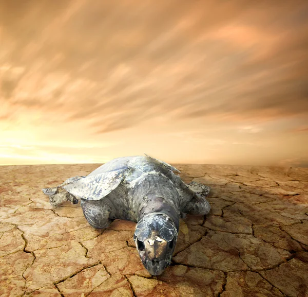 stock image Dead turtle