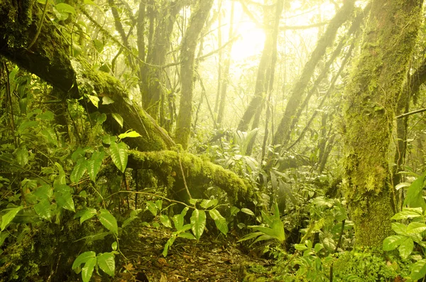 长满苔藓的森林，在马来西亚金马伦高原. — 图库照片