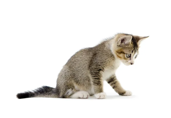 Malaiisch streunendes Kätzchen isoliert auf weiß — Stockfoto