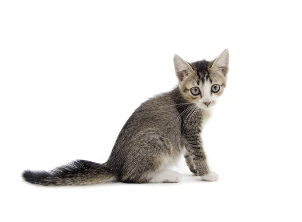 Malaysiska herrelösa kattunge isolerad på vit — Stockfoto