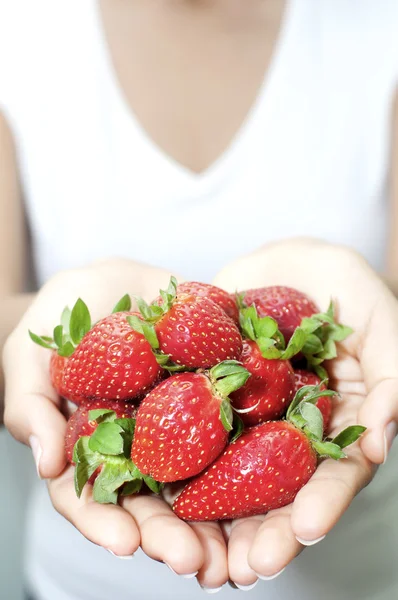 Fresh picked strawberries held over strawberry plants — Stock Photo, Image
