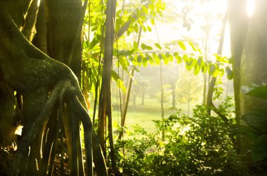 Rainforest güneş ışınları ve flare ile